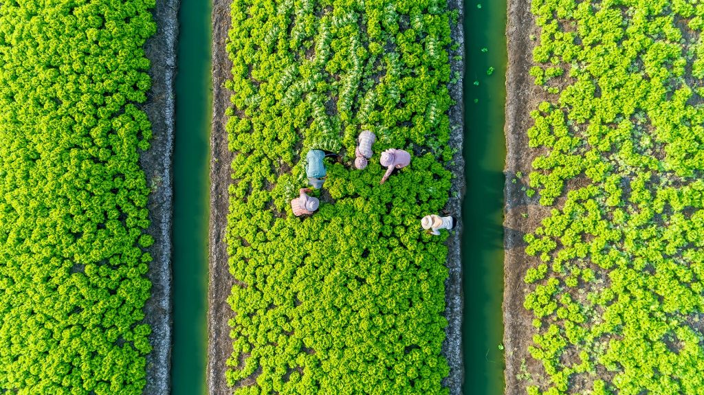 Unlocking resilience: how social finance can help south-east Asia’s smallholder farmers adapt to climate change – Financial Times