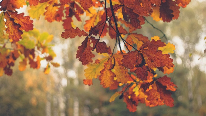 Orange bonds: Will orange be the new green?