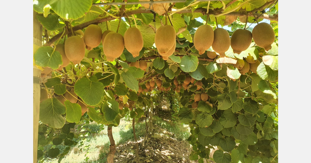 Kiwi fruit market entrant goes for gold