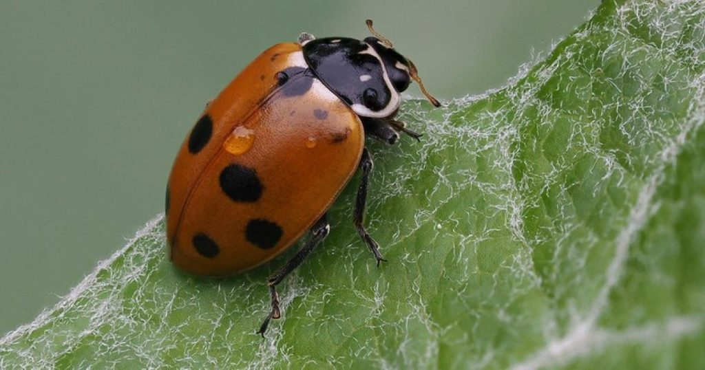 CBD COP17: Addressing the biodiversity financing gap