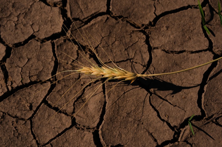 We’re having the worst wheat crop in decades. You’ll notice the ripple effects soon at the grocery store