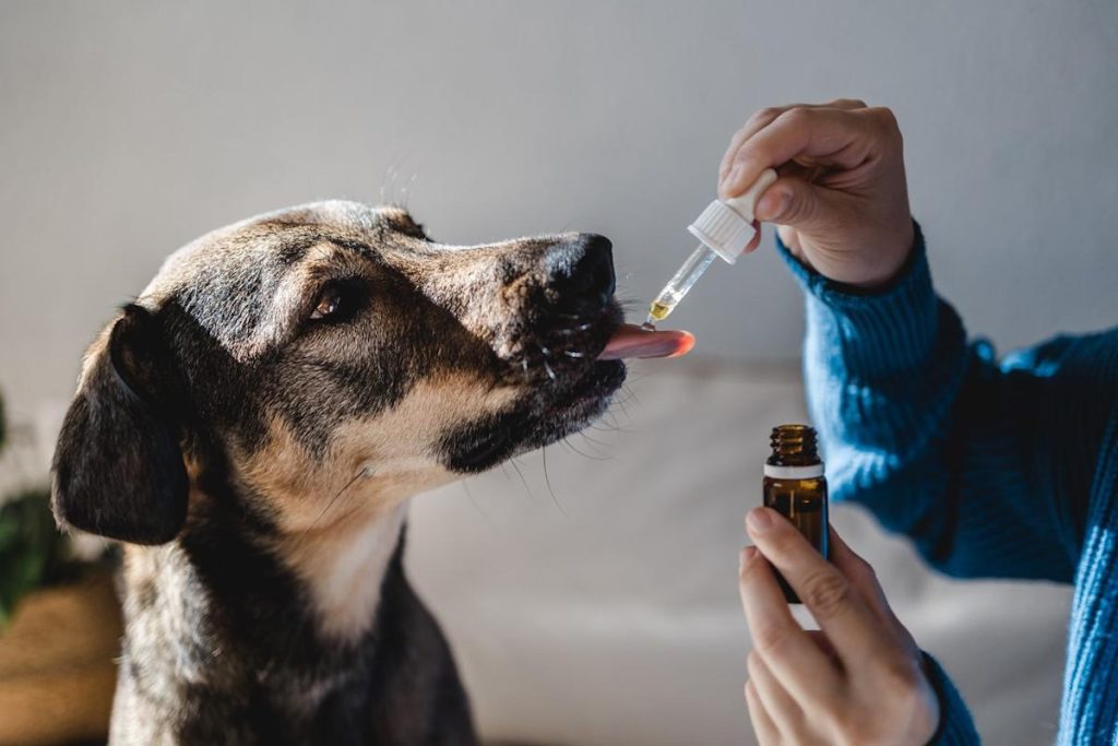 This Pet Stock Is Down 40% This Year Despite Growing Free Cash Flow by 24% in 2025
