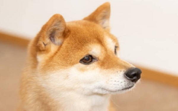 Investors Question Whether Shiba Inu Coin Can Catch the Next Cryptocurrency Bull Market