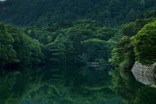 Turning debt into forests: the finance tool making a comeback