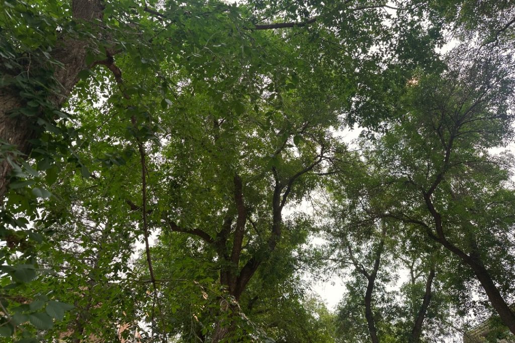 Your turn: Tree canopy, landscaping, LRT art