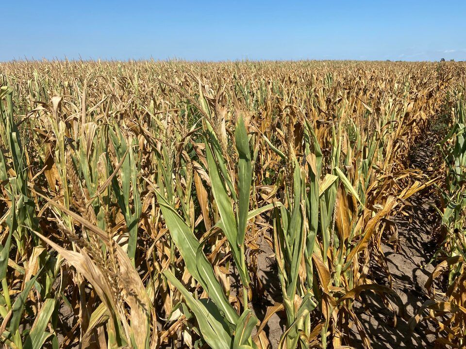 Grains slip on weather relief