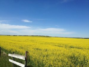 July 10 Opening Commodity Prices – GX94 Radio